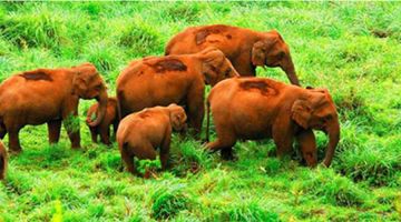 3 Days theni sightseeing, thekkady sightseeing with mullaiperiyar dam Friends Vacation Package