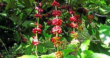 3 Days 2 Nights kuravan kurathi Statue to thekkady lakeelephant ride Nature Vacation Package