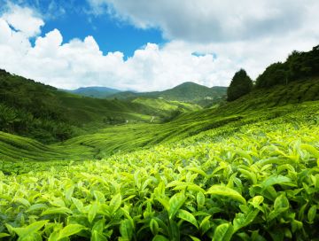Heart-warming 2 Days 1 Night munnar sightseeing Family Holiday Package