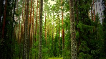 Memorable 3 Days vagamon sightseeing Vacation Package