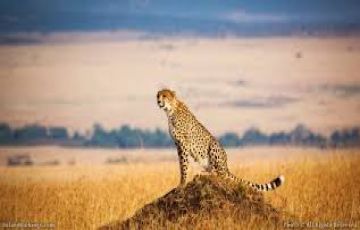 4 Days 3 Nights Nairobi to masai mara Friends Tour Package