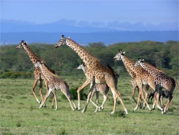 Family Getaway 7 Days nairobi Trip Package