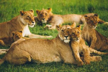 Family Getaway 7 Days nairobi Trip Package