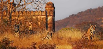 Beautiful 6 Days Delhi to ranthambore Tour Package