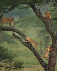 4 Days 3 Nights Tarangire national park to arusha Vacation Package