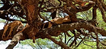 4 Days 3 Nights Tarangire national park to arusha Vacation Package