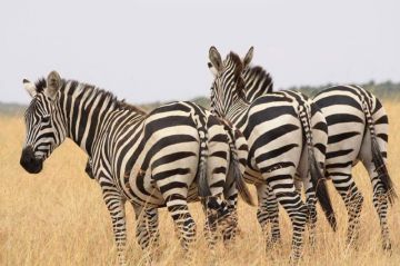 7 Days 6 Nights Arusha to serengeti Tour Package