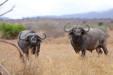 7 Days 6 Nights Arusha to serengeti Tour Package