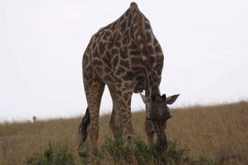 7 Days 6 Nights Arusha to serengeti Tour Package