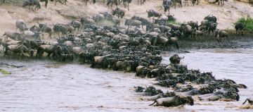 7 Days 6 Nights Arusha to serengeti Tour Package