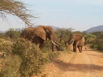 7 Days 6 Nights Arusha to serengeti Tour Package