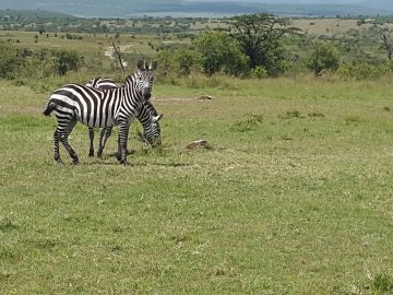 7 Days 6 Nights Arusha to serengeti Tour Package