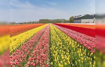 Magical 4 Days srinagar with gulmarg Holiday Package