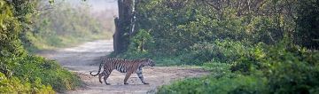 Heart-warming 3 Days 2 Nights jim corbett with delhi Holiday Package