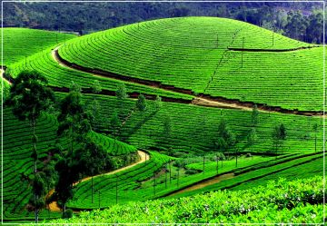 Pleasurable munnar Tour Package for 3 Days from kochi