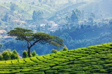 Heart-warming 4 Days Kochi to munnar Holiday Package