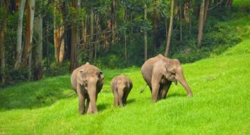 Family Getaway 4 Days 3 Nights kochi with munnar Trip Package