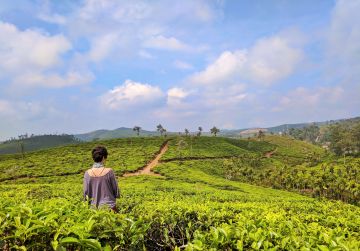 6 Days munnar, alleppey, kovalam and trivandrum Honeymoon Tour Package