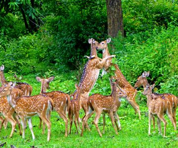 4 Days 3 Nights Kannur to Trip Package