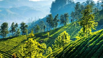 5 Days 4 Nights cochin to munnar Holiday Package