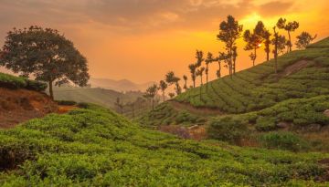 Amazing 7 Days trivandrum to munnar Tour Package