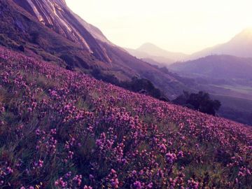 Heart-warming 5 Days kochi with Holiday Package