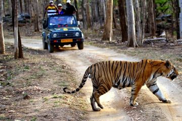 3 Days 2 Nights Pench Tour Package