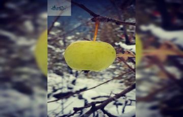 Amazing 4 Days 3 Nights Manali Tour Package by Mountain Tamers Tour And Travel