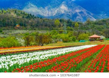 4 Days 3 Nights SRINAGAR AIRPORT ONLY to srinagar Tour Package