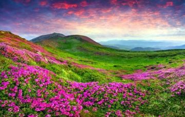 Best 6 Days 5 Nights lachung Tour Package