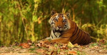 4 Days 3 Nights Jabalpur to bandhavgarh Vacation Package