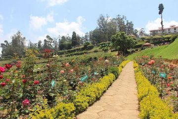 Beautiful 4 Days bangalore to ooty Tour Package