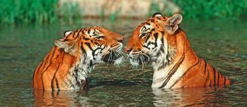 Magical 4 Days jim corbett Trip Package