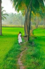 8 Days 7 Nights cochin to kanyakumari sightseeing Nature Vacation Package