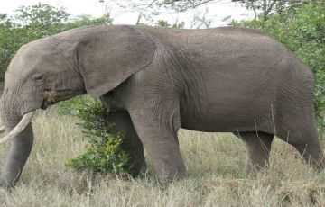 Family Getaway 3 Days 2 Nights maasai mara to nairobi Vacation Package