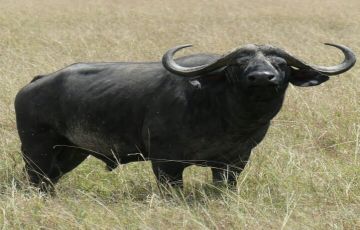 Family Getaway 3 Days 2 Nights maasai mara to nairobi Vacation Package