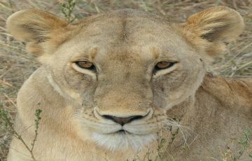 Family Getaway 3 Days 2 Nights maasai mara to nairobi Vacation Package