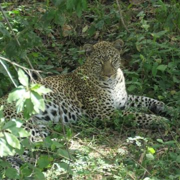 Family Getaway 3 Days 2 Nights maasai mara to nairobi Vacation Package