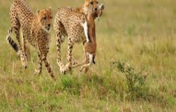 Beautiful 3 Days nairobi to maasai mara game reserve Holiday Package