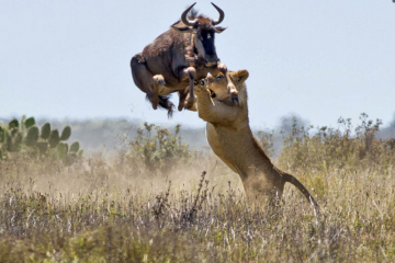 Experience 3 Days 2 Nights nairobi - maasai mara game reserve Trip Package