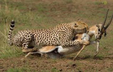 Experience 3 Days 2 Nights nairobi - maasai mara game reserve Trip Package