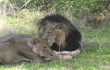 Experience 3 Days 2 Nights nairobi - maasai mara game reserve Trip Package