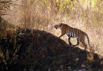 Magical 2 Days jim corbett Vacation Package