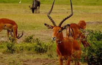 Beautiful 3 Days 2 Nights amboseli national park Trip Package