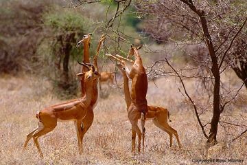 Family Getaway 4 Days 3 Nights nairobi to samburu Vacation Package