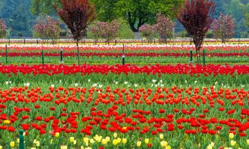 4 Days 3 Nights srinagar to sonmarg gulmarg srinagar Vacation Package