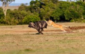 Pleasurable 5 Days maasai mara - nairobi to lake naivasha - maasai mara Holiday Package