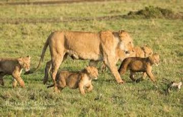 Amazing 6 Days 5 Nights naivasha - maasai mara Holiday Package