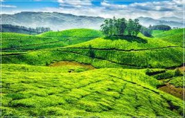 5 Days cochin to cochin to munnar Vacation Package