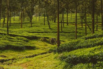 4 Days munnar with cochin Wildlife Tour Package